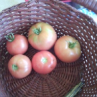 Mon. -- tomatoes